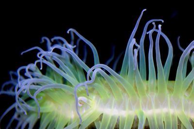 Close-up of jellyfish swimming in sea