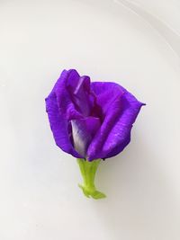 Close-up of purple flower over white background