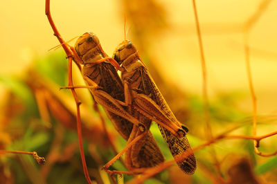 Close-up of insect on leaf