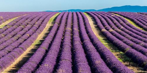 Full frame shot of lavender on field against sky