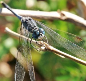 Close-up of dragonfly on plant