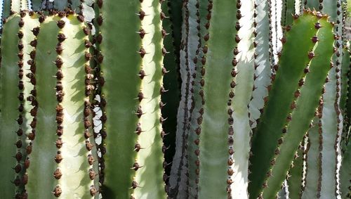 Full frame shot of cactus