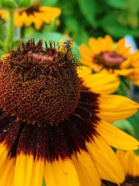 Close-up of sunflower