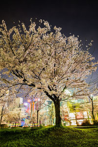 Tree against sky at night
