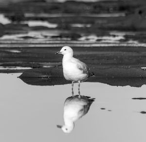 Close-up of seagull perching on lake