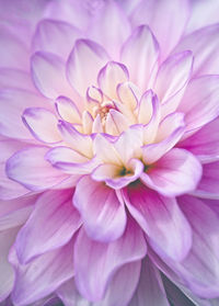 Close-up of pink dahlia