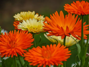 Close-up of orange flowers blooming outdoors