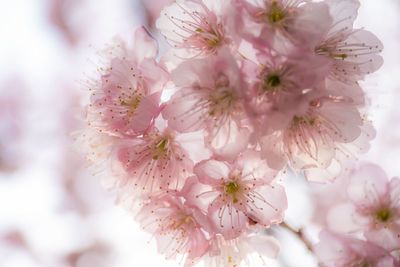 Close-up of cherry blossom