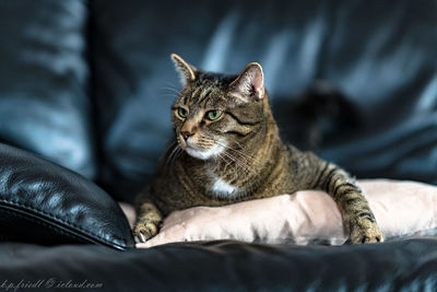 Cat relaxing on sofa