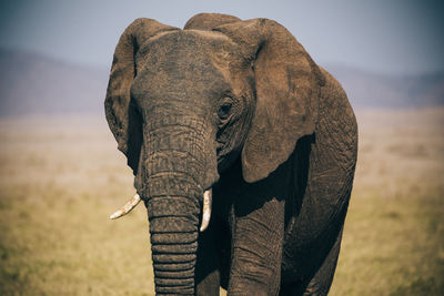 Portrait of elephant standing on field against sky