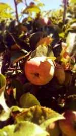 Close-up of fruits on tree