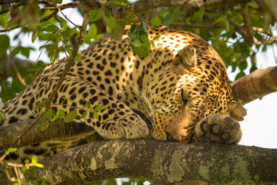 Tiger relaxing on a tree