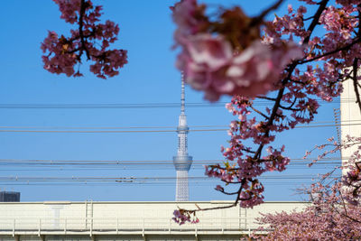 Low angle view of flowering tree against sky