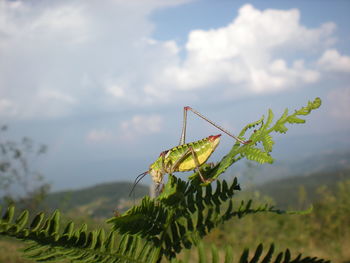 Close-up of insect on plant against sky