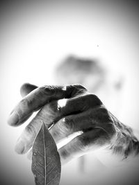 Close-up of hand holding leaves