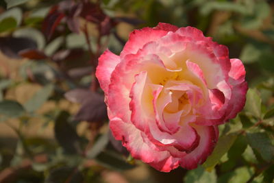 Close-up of pink rose
