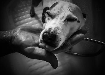 Close-up of hand holding dog