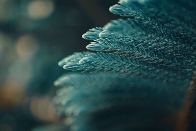 Close-up of pine leaves