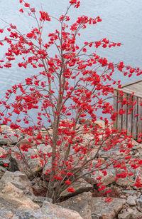 Red flowering plant against building