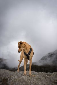 Dog standing on rock against sky