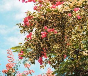 Low angle view of pink flowering tree against sky