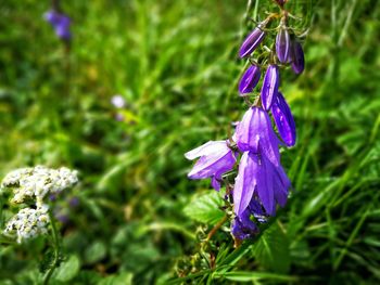 Close-up of purple flowers