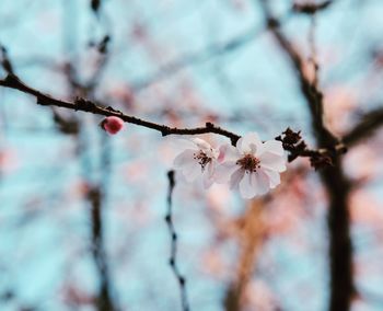 Close-up of flowers on tree