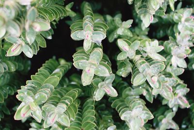 Close-up of ice on succulent plants