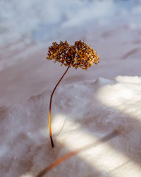 Close-up of white flowering plant