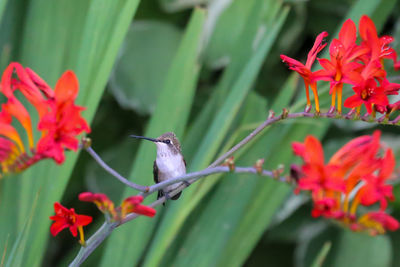 Close-up of insect on red flower