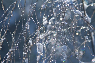 Close-up of frozen plants against sky