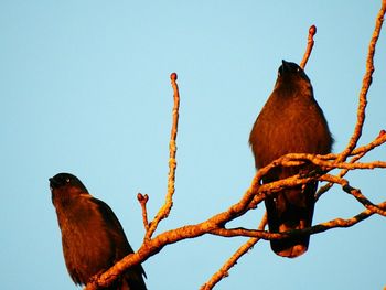 Low angle view of bird perching on tree against sky