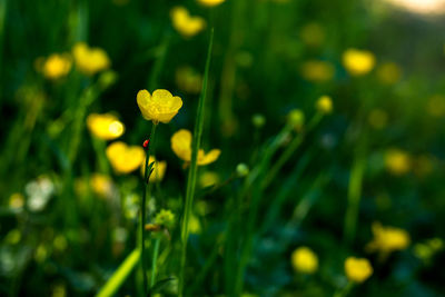 Close-up of yellow flowering plant on field