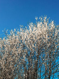 Low angle view of cherry blossom against blue sky