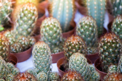 Close-up of cactus