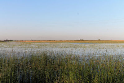 Scenic view of field against clear sky