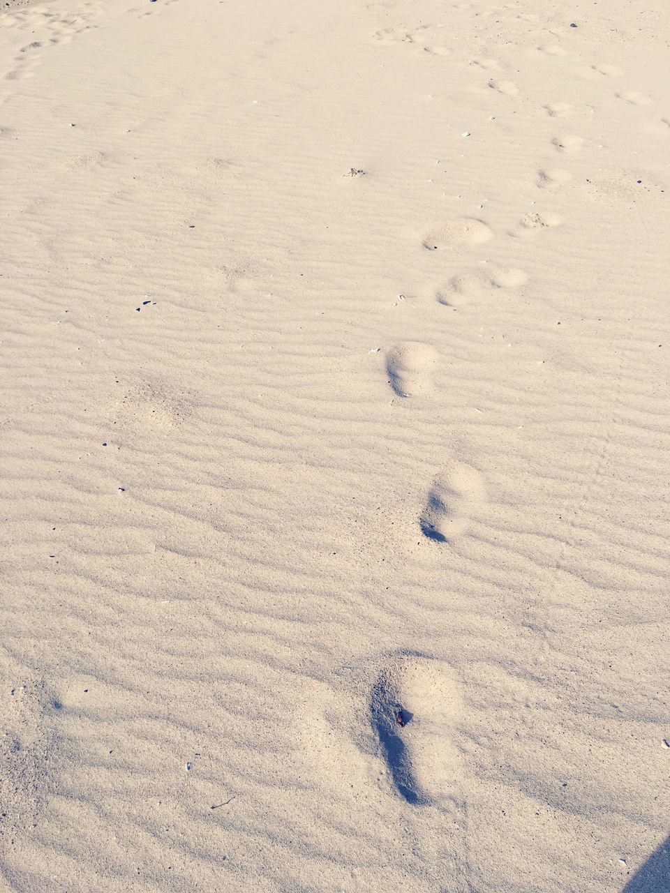 sand, high angle view, beach, paw print, animal track, nature, track - imprint, no people, outdoors, day