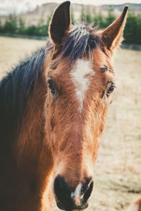 Close-up of a horse on field