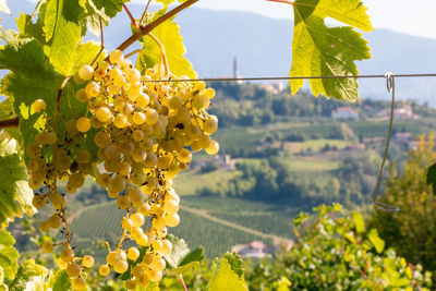 Grapes in vineyard on the prosecco hills