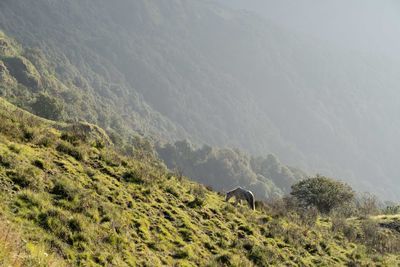 environment
