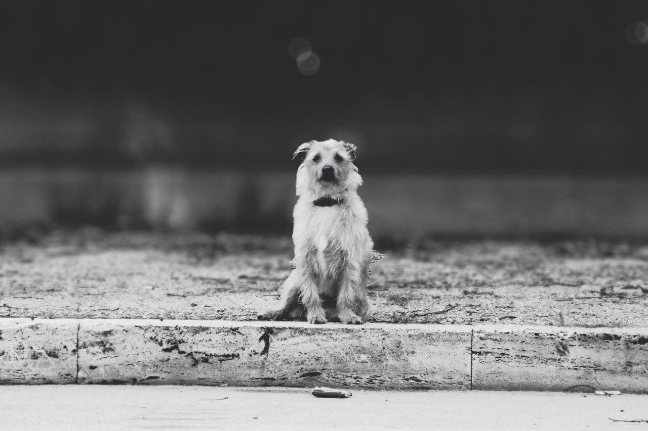animal themes, one animal, animals in the wild, focus on foreground, mammal, wildlife, full length, looking away, sitting, selective focus, front view, close-up, outdoors, day, nature, no people, standing, portrait, zoology, side view