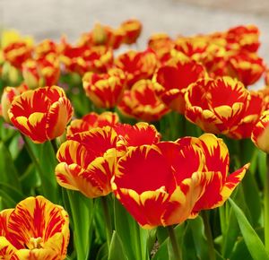 Close-up of orange flowering plants on field