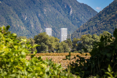 Trees and plants growing on field against buildings