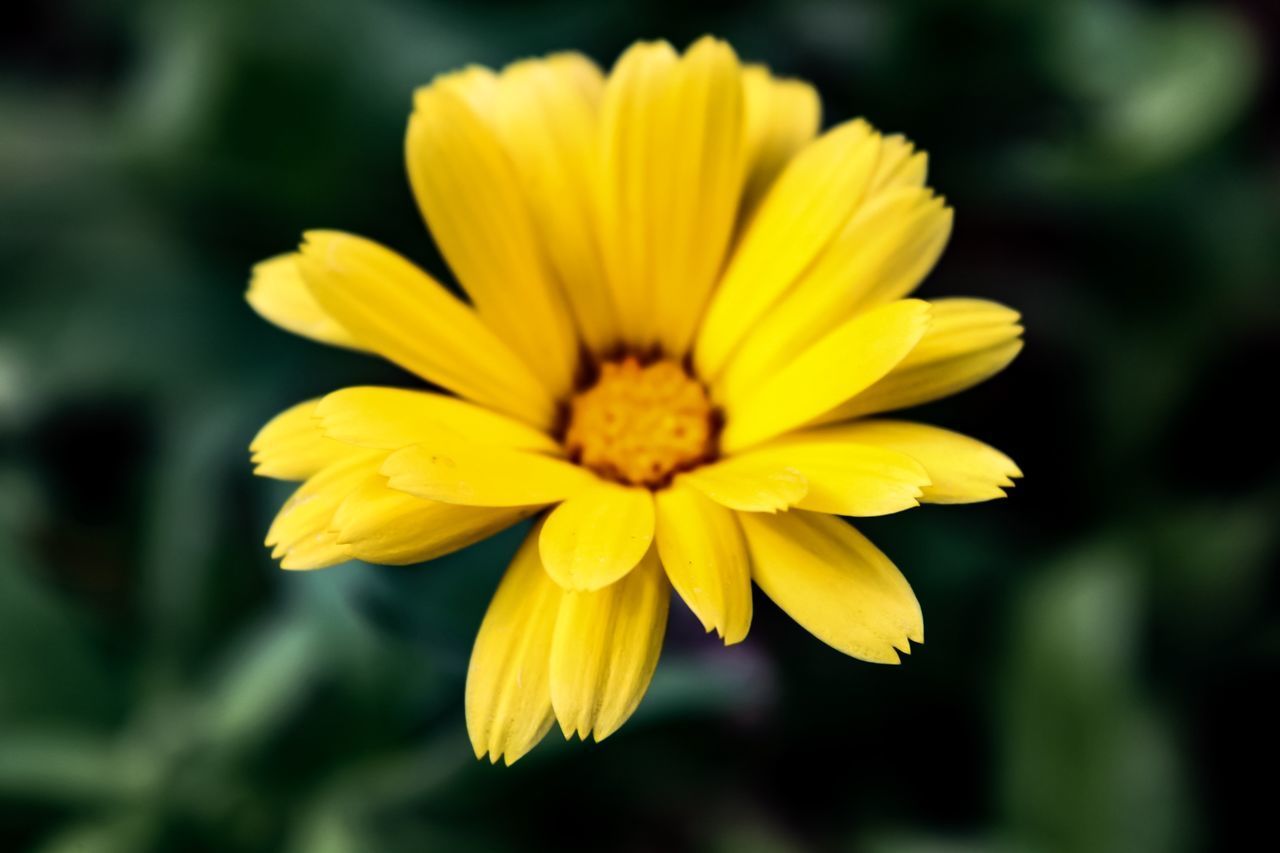 CLOSE-UP OF YELLOW FLOWER AGAINST BLURRED BACKGROUND