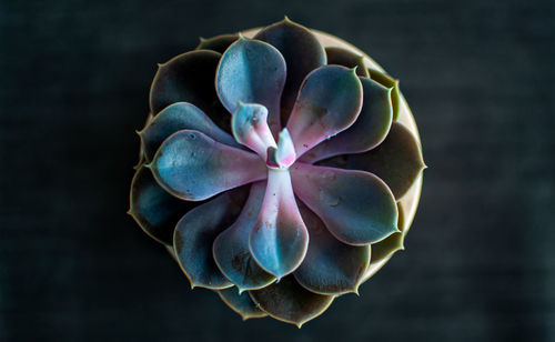 Close-up of blue succulent