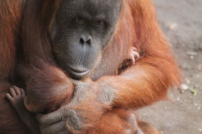 Close-up of a monkey in zoo