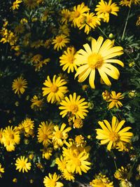 High angle view of yellow daisy flowers