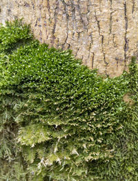 Full frame shot of fresh green plants