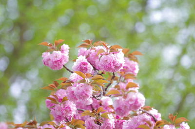 Close-up of pink flowering plant