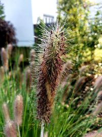 Close-up of cactus growing on field